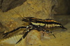 unknown species