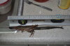 unknown species found in local canal system