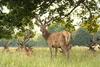 Red Deer - Cervus elaphus