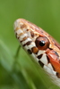 Corn Snake