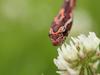 Corn Snake and flower