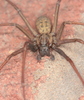 House Spider