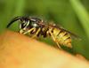 Wasp
