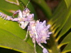 Immature Spiny Flower Mantis from South Africa