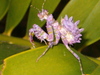 Immature Spiny Flower Mantis from South Africa