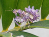 Immature Spiny Flower Mantis from South Africa