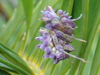 Immature Spiny Flower Mantis from South Africa