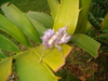 Immature Spiny Flower Mantis from South Africa