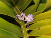 Immature Spiny Flower Mantis from South Africa