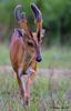 what is it -- Indian muntjac (Muntiacus muntjak)