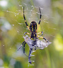Black and Yellow Argiope (Argiope aurantia) with Blue Dasher (Pachydiplax longipennis)