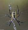 Black and Yellow Argiope (Argiope aurantia)