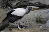 King Vulture (Sarcoramphus papa)103