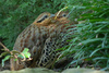 Mountain Bamboo-partridge (Bambusicola fytchii)