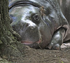 Pygmy Hippopotamus (Hexaprotodon liberiensis)