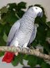 two adorable talk able African Grey parrots