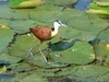 Jungle Animals: African Jacana