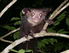 Jungle Animals: Aye-Aye