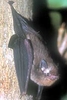 Jungle Animals: Bat