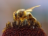 Jungle Animals: Bee