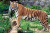 Jungle Animals: Bengal Tiger - Panthera tigris tigris