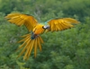 Jungle Animals: Blue-and-yellow Macaw