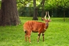 Jungle Animals: Bongo