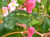 Jungle Animals: Chameleon