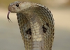Jungle Animals: Cobra