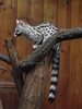 Jungle Animals: Common Genet - Genetta genetta