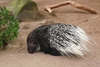 Jungle Animals: Crested Porcupine