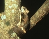 Jungle Animals: Flying Squirrel