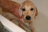 Leon