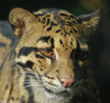 Clouded Leopard (Neofelis nebulosa)002