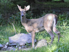 White-tailed Deer (Odocoileus virginianus)