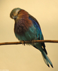 Lilac-breasted Roller (Coracias caudatus)100