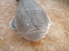 What is this fish?
