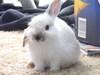 what breed is my rabbit