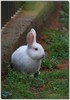 Baby bunny