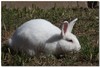 Big bunny