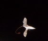 what is this flying creature near my brugmansia
