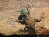 Southern Rock Agama...I think?