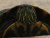 turtle out on a big hunt!!!