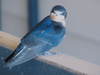 A pretty bird!!