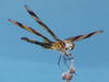 A tragenfly on a long weed