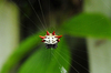 Crab Spider