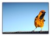 Spot-breasted Oriole