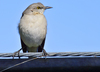 Northern Mockingbird