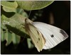 Cabbage White Butterfly (Pieris rapae)