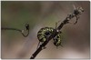 Monarch caterpillar 2 -- Wanderer butterfly - Danaus plexippus